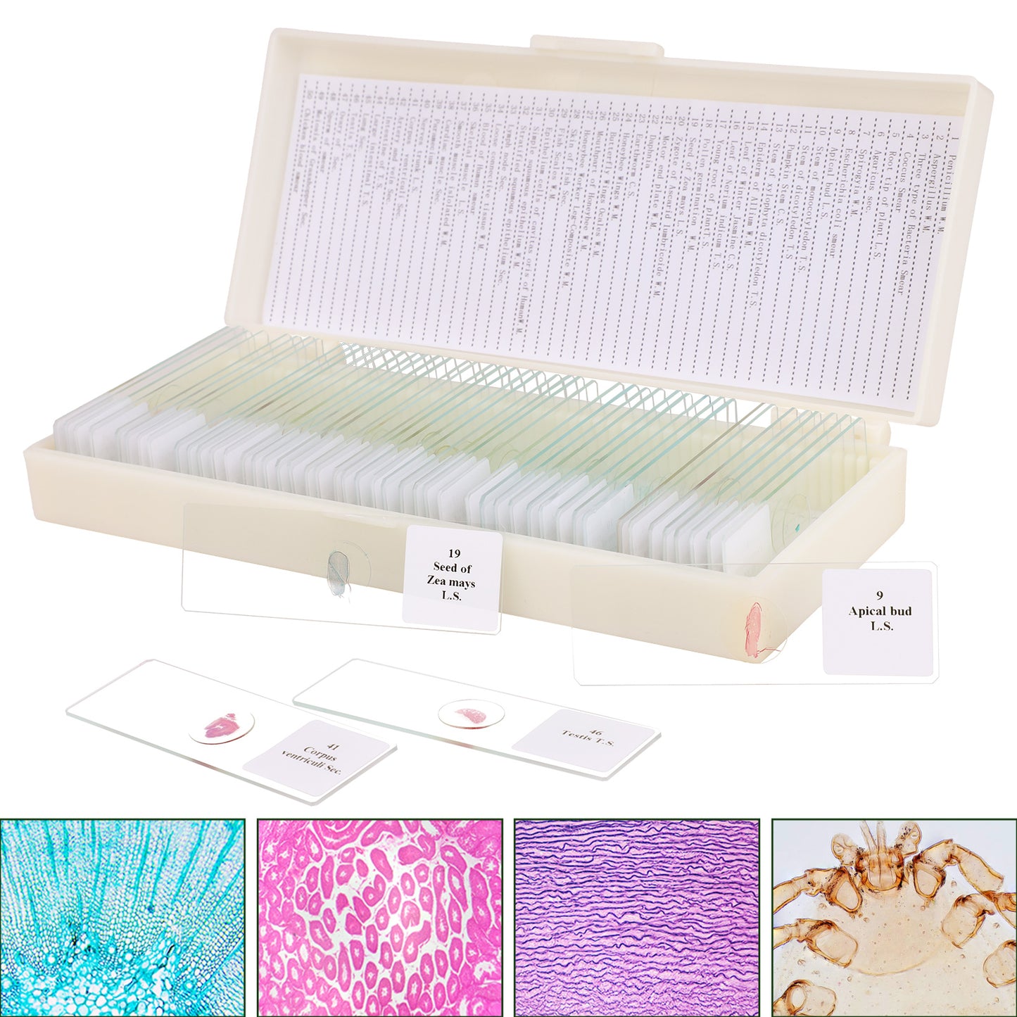 USCAMEL 100PCS Prepared Microscope Slides Set for Kids Adults, Glass Slides with Premade Specimen for School Home Program Include Plant, Insect, Animal Tissue
